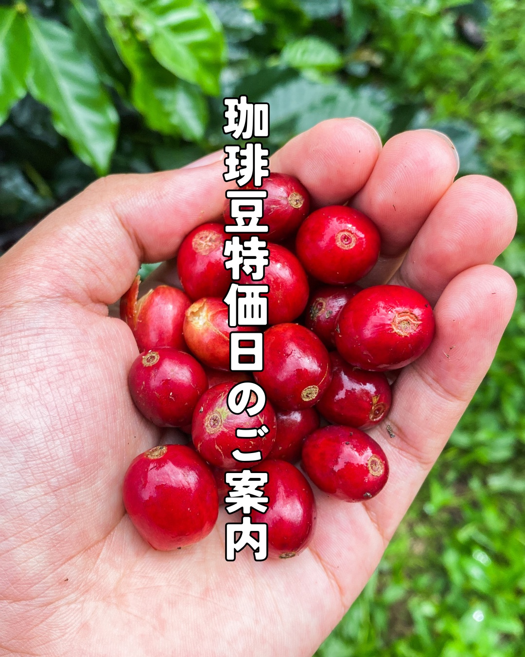 ☆毎月15日は珈琲豆特価日☆