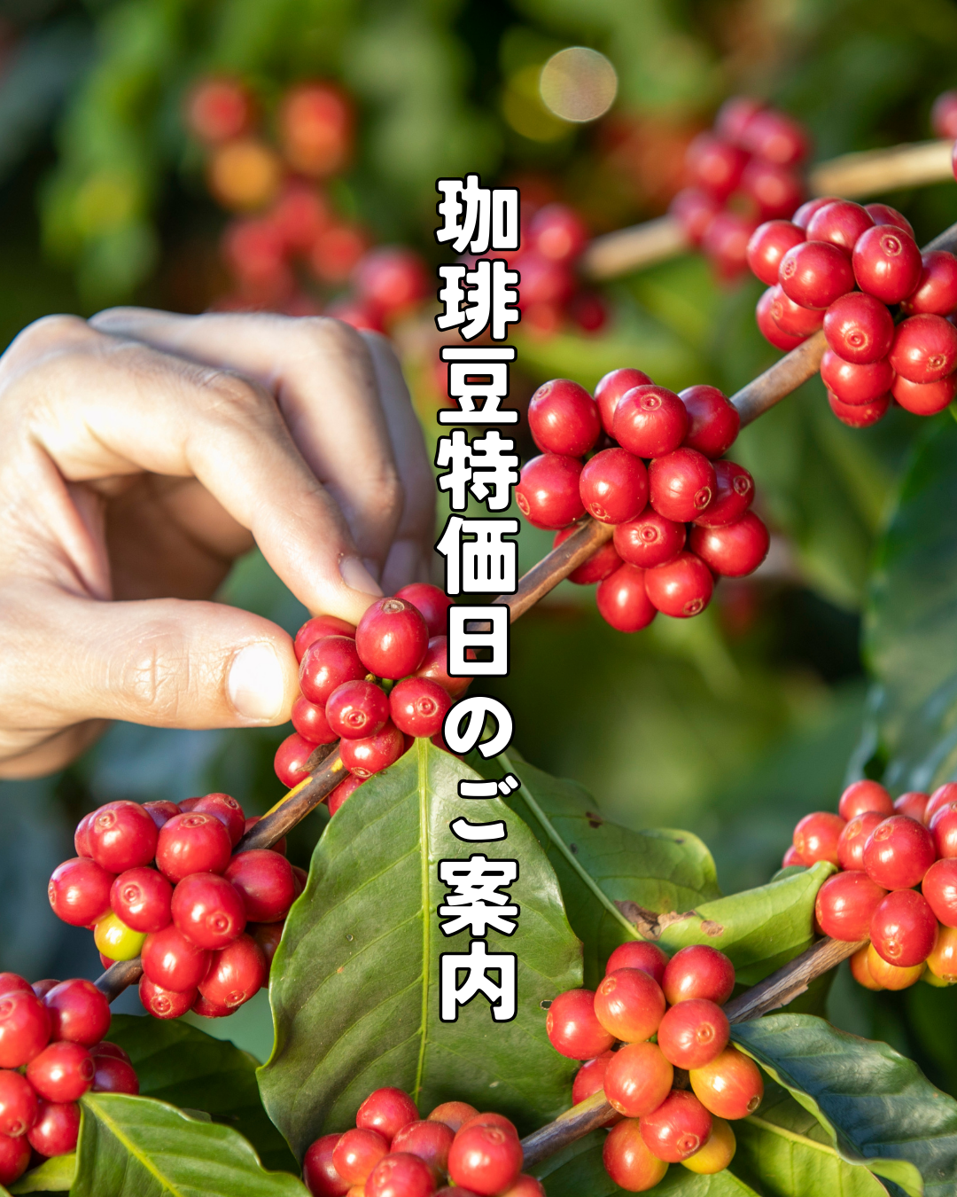 ☆毎月15日は珈琲豆特価日☆